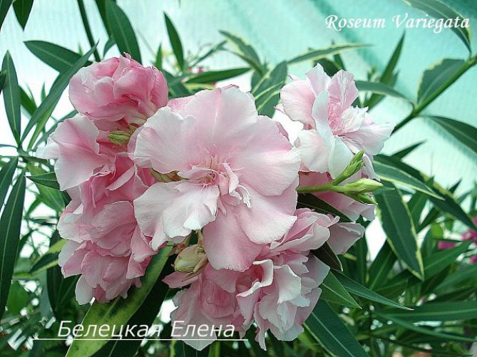 roseum variegata